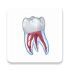 Dental 3D Illustrations 아이콘