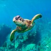 Icône The Turtle