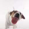Икона Dog Lick Screen Live Wallpaper