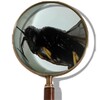 Icône Loupe