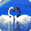 Icona di Beautiful Birds Wallpapers