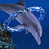 ไอคอน Dolphin Ring Trial