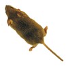 Mouseアイコン