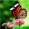 Butterflies Live Wallpaper आइकन