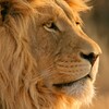 أيقونة Mac OS X Lion