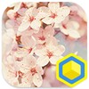 Ícone de Cherry blossoms