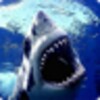 Pictogramă Shark