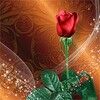 Ícone de Roses Live Wallpaper