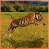 Icono de Tiger Hunter