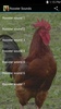 Rooster Sounds screenshot 2
