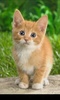Q Kitten screenshot 4